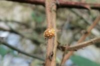 Halyzia sedecimguttata