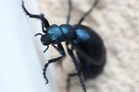 Meloe violaceus
