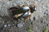 Cybister lateralimarginalis lateralimarginalis