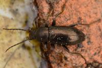 Stenomax aeneus