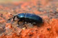 Aulacobaris coerulescens