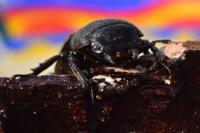 Dorcus parallelipipedus