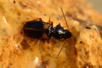 Acupalpus meridianus