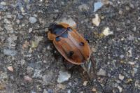 Dendroxena quadrimaculata