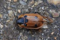 Dendroxena quadrimaculata