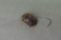 Hypocassida subferruginea