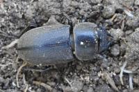 Dorcus parallelipipedus