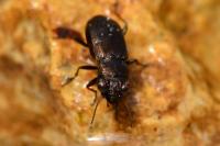 Notiophilus biguttatus