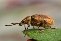 Phyllobius pyri