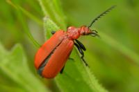 Pyrochroa serraticornis