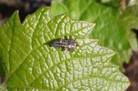 Coccinella septempunctata