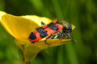 Trichodes alvearius