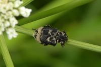 Valgus hemipterus