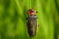 Cantharis rustica