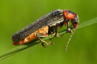 Cantharis rustica