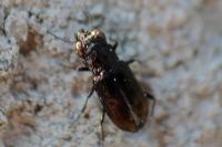 Notiophilus quadripunctatus