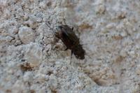 Notiophilus quadripunctatus