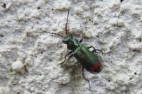 Malachius bipustulatus