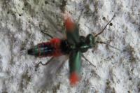 Malachius bipustulatus