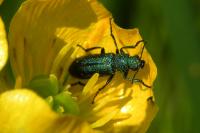 Psilothrix viridicoerulea