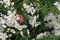 Cetonia aurata