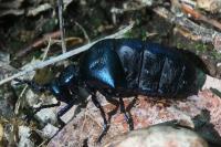 Meloe violaceus