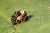 Cionus scrophulariae