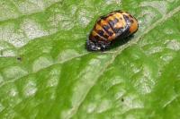 Coccinella septempunctata