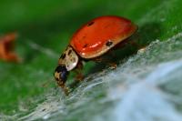 Adalia decempunctata