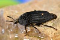 Thanatophilus sinuatus