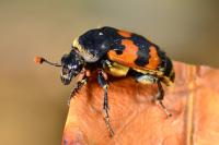 Nicrophorus vespillo