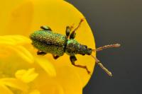 Phyllobius betulinus