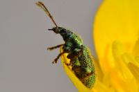 Phyllobius betulinus