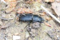 Dorcus parallelipipedus