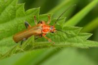 Cantharis livida
