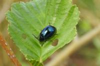 Agelastica alni