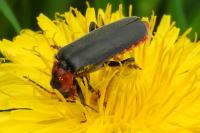 Cantharis fusca