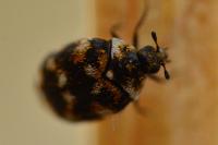 Anthrenus verbasci