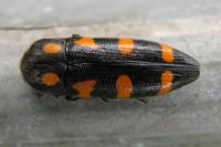 Ptosima undecimmaculata