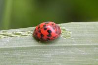 Subcoccinella vigintiquatuorpunctata