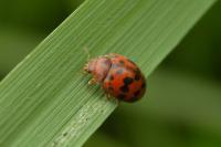 Subcoccinella vigintiquatuorpunctata