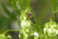 Anthocomus fasciatus