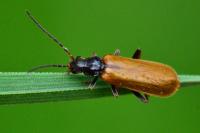 Rhagonycha nigriventris
