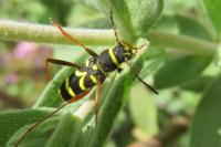 Clytus arietis