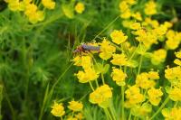 Cantharis rustica