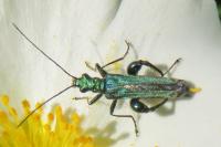 Oedemera nobilis