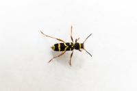 Clytus arietis