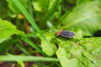 Oiceoptoma thoracicum