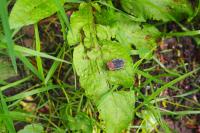 Oiceoptoma thoracicum