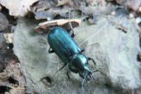 Platycerus caraboides